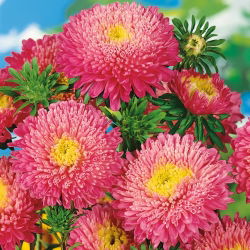 Roze chinese "Princess" -sterretje - 500 zaden - Callistephus chinensis