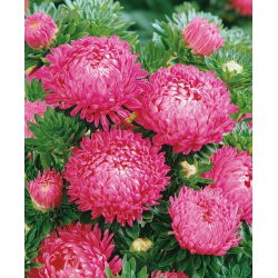 Callistephus chinensis - 500 zaden - roze