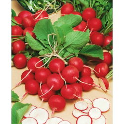 Redis - Cherry Belle - seemnelint  - Raphanus sativus L. - seemned