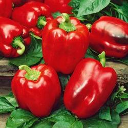 พริกไทย "California Wonder" - สีแดงและหวาน - 55 เมล็ด - Capsicum L.
