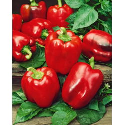 พริกไทย "California Wonder" - สีแดงและหวาน - 55 เมล็ด - Capsicum L.