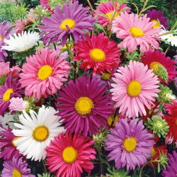 Aster "Madeleine" - enkelbloemige rassenmix - 500 zaden - Callistephus chinensis L.