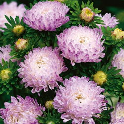 Wit-roze pioenaster - 500 zaden - Callistephus chinensis