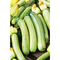 Cukinijos - Bianca di Trieste - Greitai augantys, skanūs kriaušės formos vaisiai - Šviežios sėklos