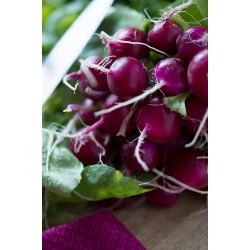 Radish "Viola" - živahno vijolična lupina - 425 semen - Raphanus sativus L. - semena