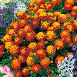 Francoski ognjič "Harmony" - Tagetes patula L. - semena
