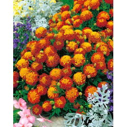 Francoski ognjič "Harmony" - Tagetes patula L. - semena