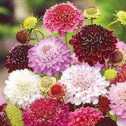 Scabiosa, pincushion floare - amestec de culori - 110 semințe - Scabiosa atropurpurea