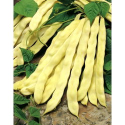 Hạt Vining Bean Goldmarie - Phaseolus Vulgaris - Phaseolus vulgaris L.
