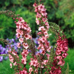 Mitmeaastased rätsepatsi segud seemned - Verbascum sp. - 700 seemnet