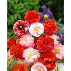Kukemagun - 9000 seemned - Papaver rhoeas