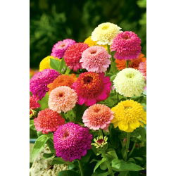 Frøkenhat - Scabiosa - blanding - Zinnia elegans - Strålende, langtidsholdbare blomster - Friske frø
