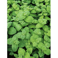 Okrugli list od metvice - 1200 sjemenki - Mentha rotundifolia - sjemenke
