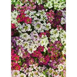 Lobularia maritima - 1750 semi - in miscuglio