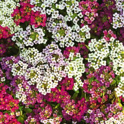 Lobularia maritima - 1750 semi - in miscuglio