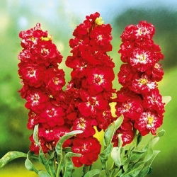 Cổ phiếu màu đỏ anh đào "Excelsior"; cổ phiếu mười tuần - 300 hạt giống - Matthiola incana annua