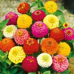 Zinnia Lilliput semințe amestecate - Zinnia elegans - 90 de semințe