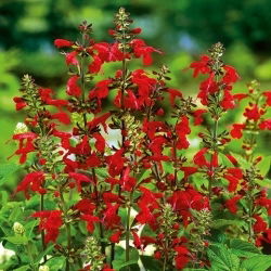 Ahli bijak darah, bijak Texas - 210 biji - Salvia coccinea - benih