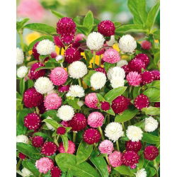 Globe Amaranth seeds - Gomphrena globosa - 60 seeds