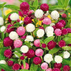 Globe Amaranth seeds - Gomphrena globosa - 60 seeds