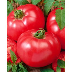 Tomato - Faworyt - Large, Juicy, Flavour-Packed Fruits! - Fresh Seeds