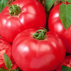 Tomato - Faworyt - Large, Juicy, Flavour-Packed Fruits! - Fresh Seeds