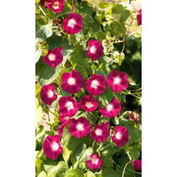 Zajednička jutarnja slava "Scarlet O'Hara"; visoka jutarnja slava, ljubičasta jutarnja slava - 36 sjemenki - Ipomea purpurea - sjemenke