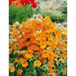 Насіння немесії помаранчевого принца - Nemesia strumosa - 1000 насіння