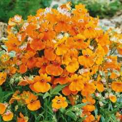 Насіння немесії помаранчевого принца - Nemesia strumosa - 1000 насіння
