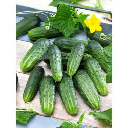 Harilik kurk - Sremski F1 - seemnelint - Cucumis sativus - seemned