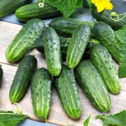 Harilik kurk - Sremski F1 - seemnelint - Cucumis sativus - seemned