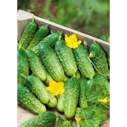 Uborka - Wisconsin SMR 58 - Cucumis sativus - magok