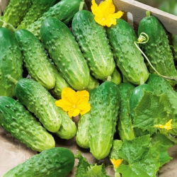 Uborka - Wisconsin SMR 58 - Cucumis sativus - magok