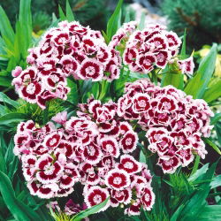 Sweet William Holborn Glory seemned - Dianthus barbatus - 450 seemet