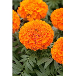 Nagy büdöske - Calando - narancs - 108 magok - Tagetes erecta