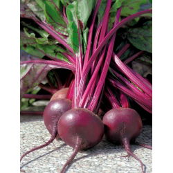 Pancar "Koyu Kırmızı Top" - 100 gr tohum - 5000 tohum - Beta vulgaris L. - tohumlar