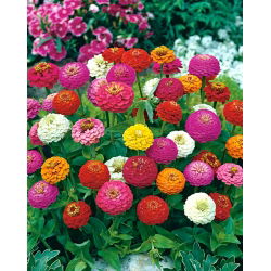Zinnia Lilliput semințe amestecate - Zinnia elegans - 90 de semințe