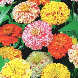Dahlia gėlių zinnija "Pipirmėčių lazdelė" - taškinė taškinė veislė - 120 sėklų - Zinnia elegans dahliaeflora - sėklos