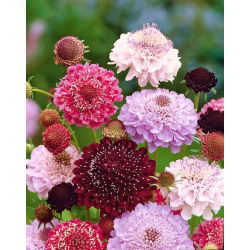 Scabiosa, pincushion floare - amestec de culori - 110 semințe - Scabiosa atropurpurea