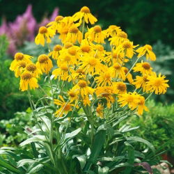 Orange Sneezeweed, Owl's Claws seed - Helenium hoopesii - 250 hạt
