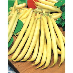Đậu Pháp vàng "Maxidor" - nhiều loại ngon và không dây - 120 hạt - Phaseolus vulgaris L.