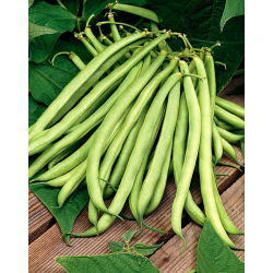 Đậu xanh Pháp "Scuba" - giống sớm vừa - 200 hạt - Phaseolus vulgaris L.