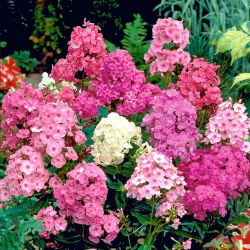 Flox de otoño, flox de jardín, flox perenne, flox de verano - 100 semillas - Phlox paniculata