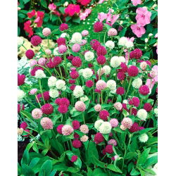 Globe Amaranth seeds - Gomphrena globosa - 60 seeds