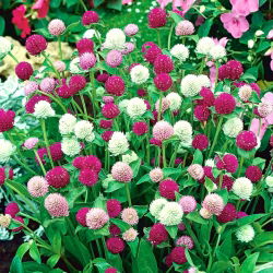 Globe Amaranth seeds - Gomphrena globosa - 60 seeds