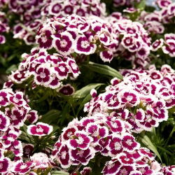 Sweet William Holborn Glory sementes - Dianthus barbatus - 450 sementes