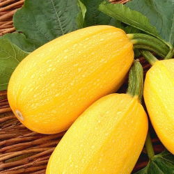 Кабачок - Złoty Cepelin - 16 семена - Cucurbita pepo