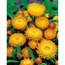 Семе лососа - Ксероцхрисум брацтеатум - 700 семена - Xerochrysum bracteatum