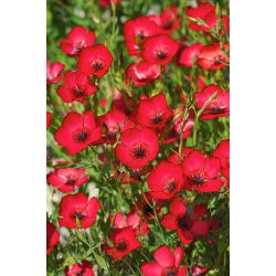 Lino scarlatto, semi di lino rosso - Linum grandiflorum - 150 semi