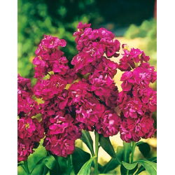 Cổ phiếu màu đỏ anh đào "Excelsior"; cổ phiếu mười tuần - 300 hạt giống - Matthiola incana annua
